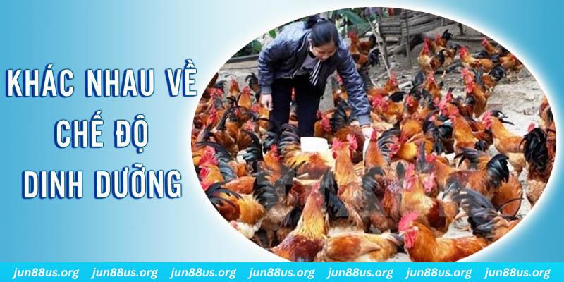 nwe88 xổ số thứ sáu hàng tuần